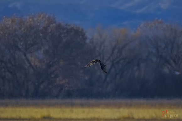 Solitary Hawk