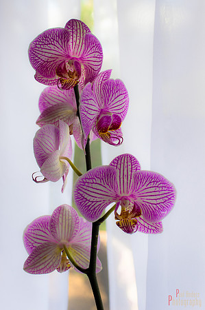 Orchid Creature