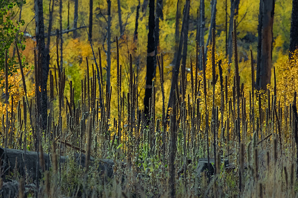 Burn Resurgence Kaibab National Forest.