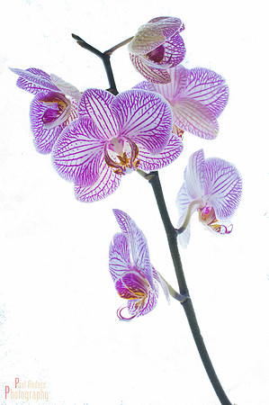 Orchid Creature