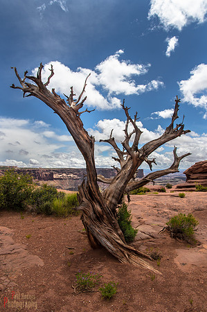 Juniper at Canyonlands