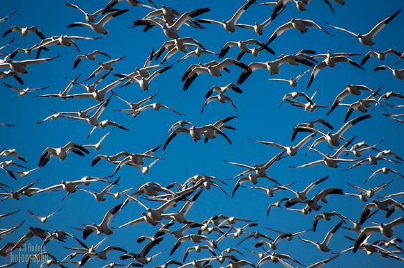 Lookout!  Here They Come.