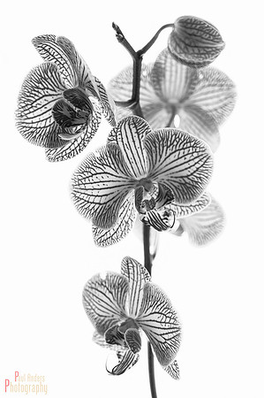 Orchid Creature