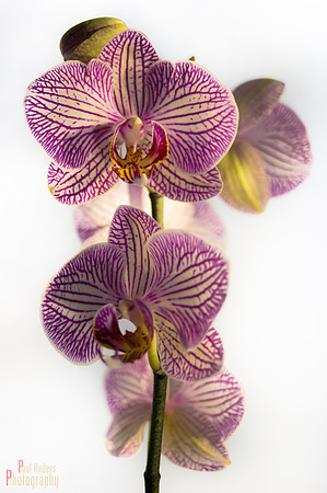 Orchid Creature