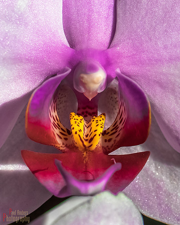 Orchid Creature Up Close