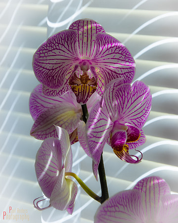 Orchid Creature