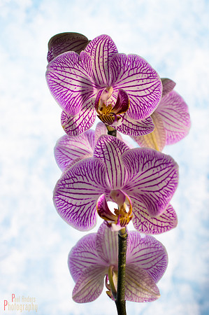 Orchid Creature