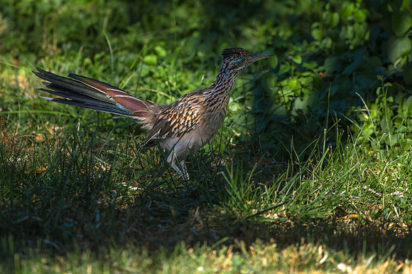 Neighborhood Roadrunner