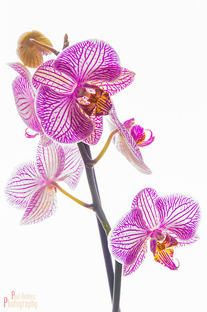 Orchid