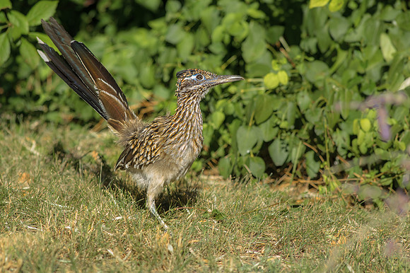 Neighborhood Roadrunner