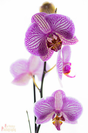 Orchid Creature